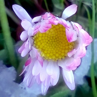 Spring_Symphony_Rebirth_Last_Krystallos