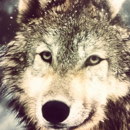 24. Blues Buster The Hungry Wolf