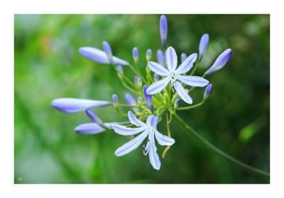 Agapanthus - Alyson Fennell