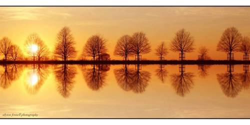 Tree Reflection - Alyson Fennell