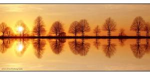 Tree Reflection - Alyson Fennell