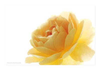 Yellow Rose - Alyson Fennell