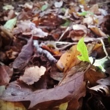 Autumn's Shroud - © Lisa Shambrook