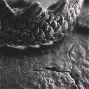 dragon tail, abandon, five sentence fiction, last krystallos