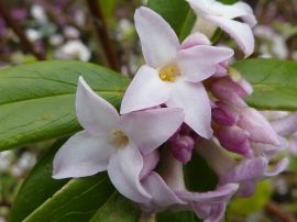 Daphne bholua 'Jacqueline Postill' (Thymelaeaceae) flower - Magnus Manske