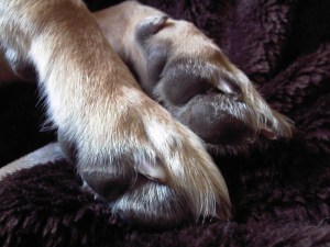 dog paws, Roxy, GSD, german shepherd, thelastkrystallos, 