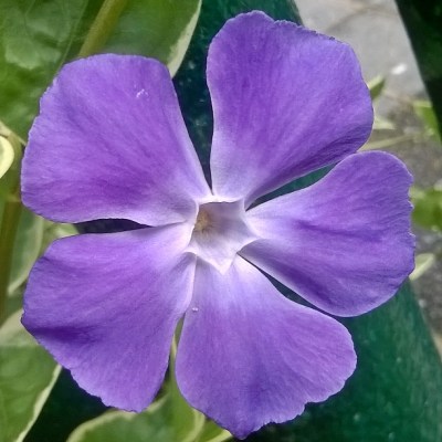 vinca, periwinkle, blue, purple, purple flowers, the last krystallos, 