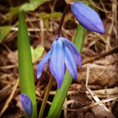 scilla, blue, spring, flowers, blue flowers, the last krystallos,  