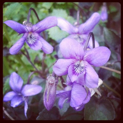 wild violets, violet, purple, flowers, purple flowers, spring, the last krystallos,