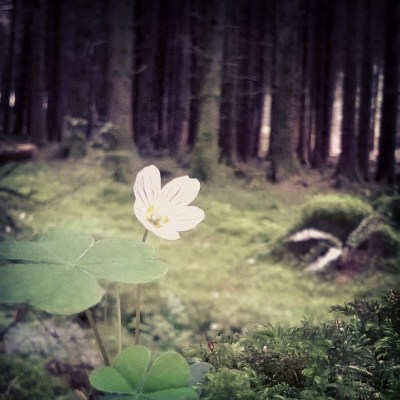 qxalis, wood sorrel, common wood sorrel, woodland flowers, white flowers, spring flowers, the last krystallos,