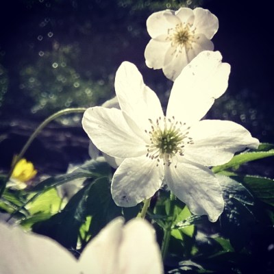 wood anemone, fairy wings, white flowers, spring flowers, woodland flowers, woodland, the last krystallos, 