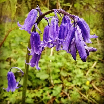 bluebells, purple flowers, bells, bell flowers, wooodland flowers, the last krystallos,