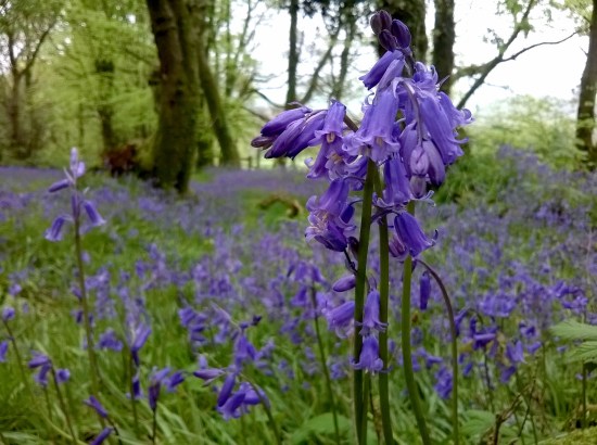 swathe of bluebells, bluebell woods, greencastle woods carmarthen, bluebells, the last krystallos, 