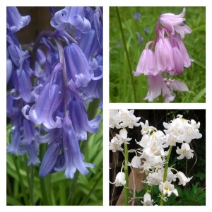 Blue, pink and white bluebells  © Lisa Shambrook