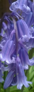 Bluebells © Lisa Shambrook