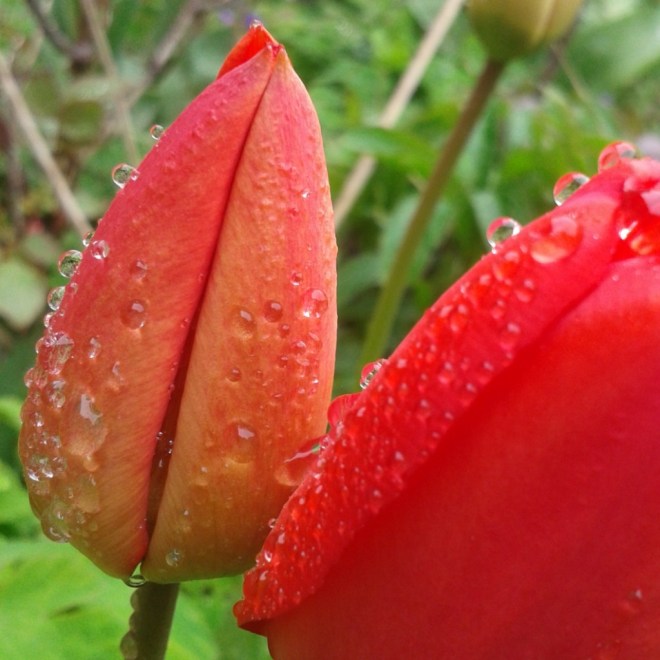 tulips, tulips and raindrops