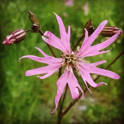 ragged robin, 