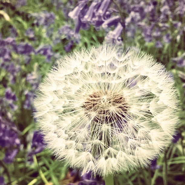 dandelion clock, wishes, lisa shambrook, the last krystallos, 