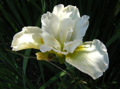 iris white iris, aberglasney gardens, wales,