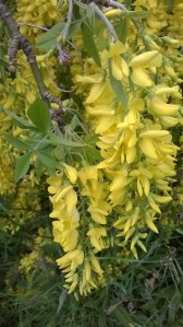 laburnum blossom, yellow flowers, the last krystallos, 