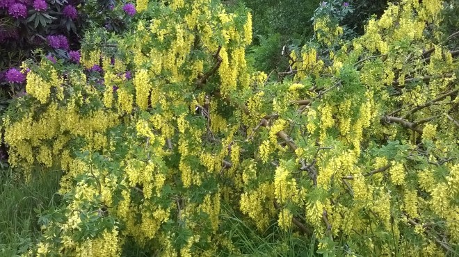 fallen laburnum. uprooted tree, the last krystallos,