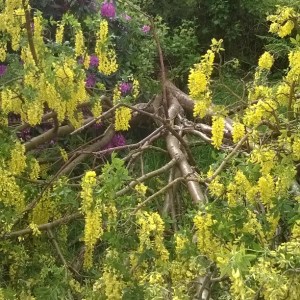 uprooted laburnum, fallen tree, fallen laburnum, the last krystallos, 