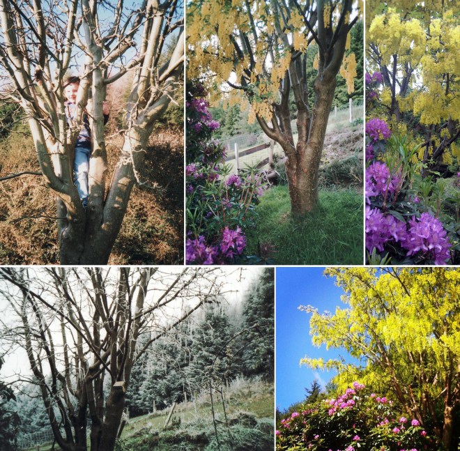 loss of laburnum, the last krystallos, laburnum tree, golden chain,