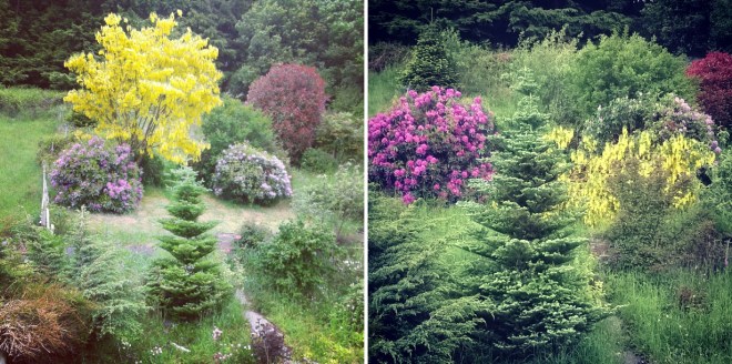 The laburnum in its glory and uprooted © Lisa Shambrook