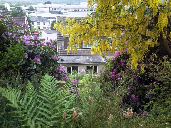 laburnum tree, the last krystallos,