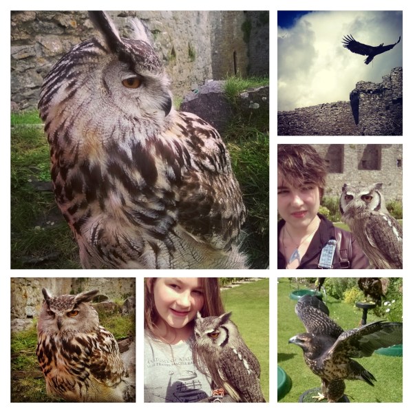Manorbier Castle and Pembrokeshire Falconry © Lisa Shambrook