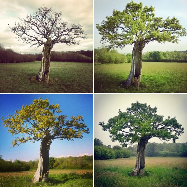 The old oak seasons - Green Castle Woods © Lisa Shambrook