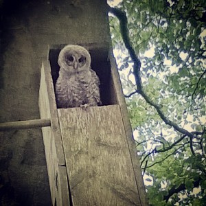 baby owl in owl box green castle woods, the last krystallos,