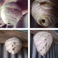 Wasp nest growth over eight weeks © Lisa Shambrook