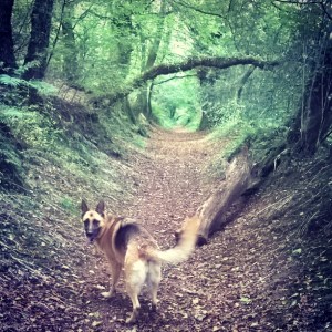 Walking the dog © Lisa Shambrook
