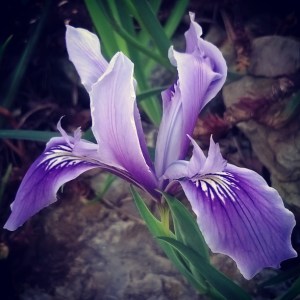 Appreciating beauty © Lisa Shambrook