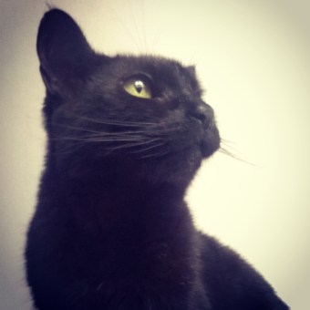 Bounce back © Lisa Shambrook