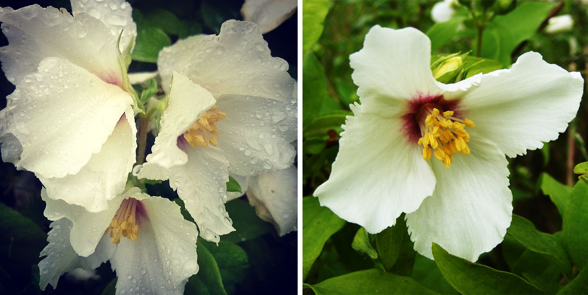 mock orange, philadelphus, mock orange flowers, belle etoile, the last krystallos,