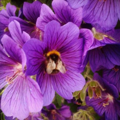 geranium johnsons blue flowers, geranium johnsons blue bee, purple flower and bee, bumble bee and flower, the last krystallos,