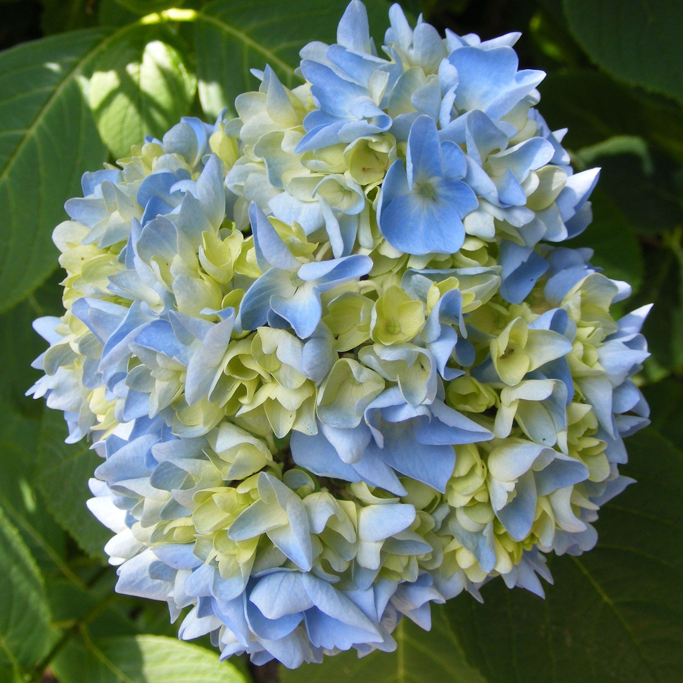 blue hydrangea mophead flowers, the last krystallos,