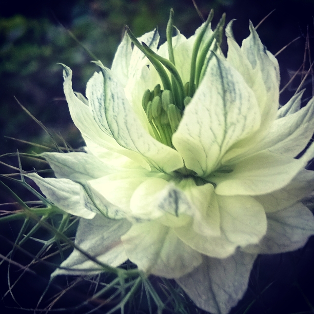 nigella, love in a mist, the last krystallos,