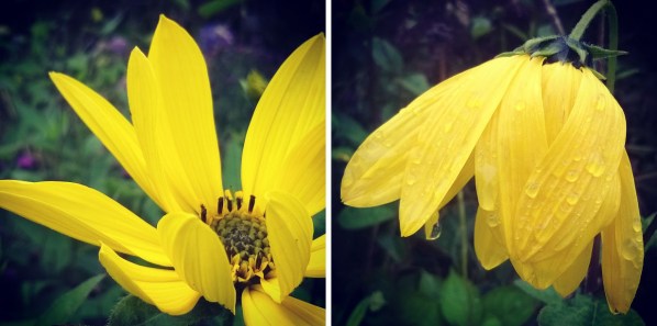rudbekia flower, yellow flower rain, the last krystallos,