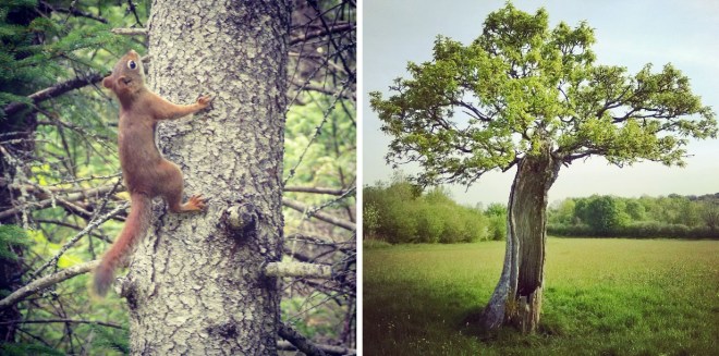 red squirrel, green castle woods oak, the last krystallos,