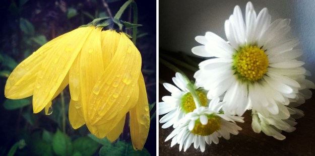 rudbekia, rain on flower, simple daisy, the last krystallos,