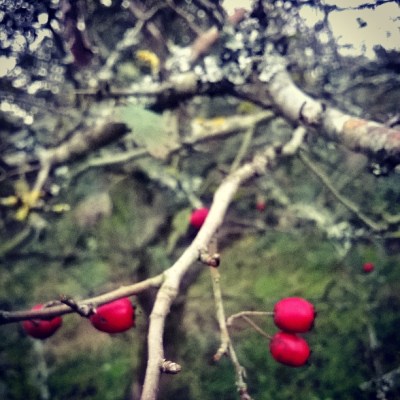 red berries, wild shrubs, the last krystallos, 