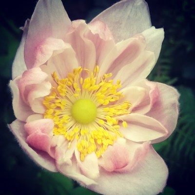 japanese anemone, pamina, the last krystallos, 