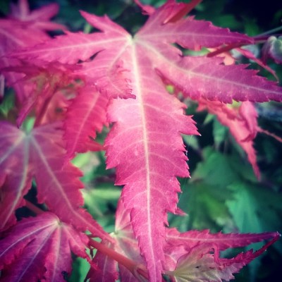 acer, acer palmatum, ornamental maple, red leaves, the last krystallos, 