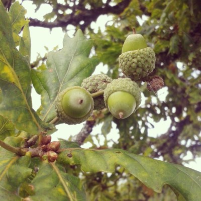 acorns and oak tree, acorns, the last krystallos, 