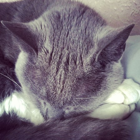 sleeping cat, the highly senisitive person, the last krystallos,