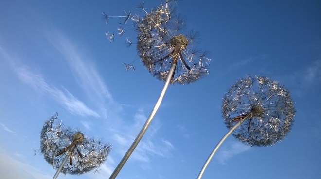 dandelions at Trentham Gardens by Amy Wight,