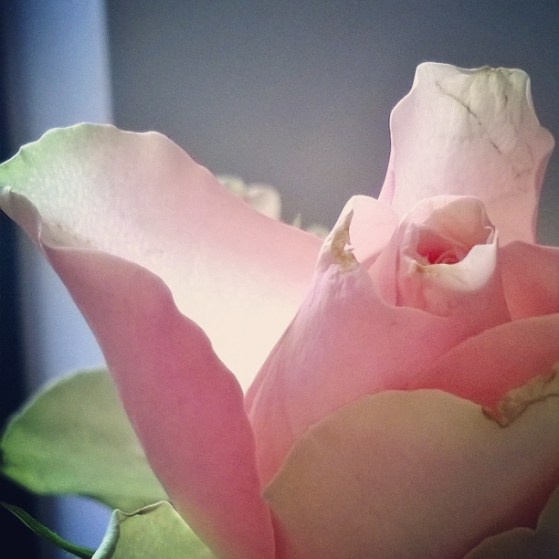 how-to-feel-loved-the-last-krystallos-rose-petals